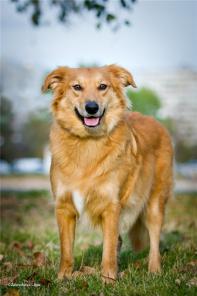 Рыжая красавица ищет свою семью! В дар!