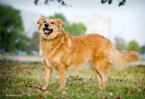 Рыжая красавица ищет свою семью! В дар!