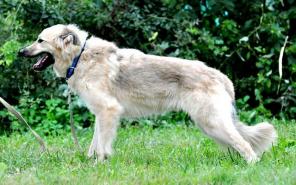 Далекий родственник борзой. Эффектный, крупный пес. Молод, здоров, красив