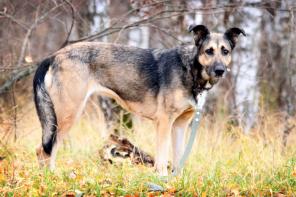 Собачка Бижу. 5 лет. В холке 60см. Стерилизована. Бывшая домашняя