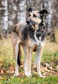 Собачка Бижу. 5 лет. В холке 60см. Стерилизована. Бывшая домашняя