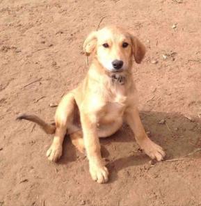 Отдаем в добрые руки замечательного плюшевого щенка Каштанчика 3,5мес