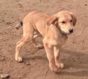 Отдаем в добрые руки замечательного плюшевого щенка Каштанчика 3,5мес