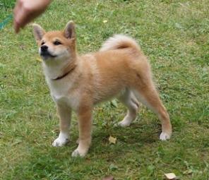  - (Shiba, , )