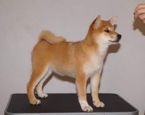  - (Shiba, , )