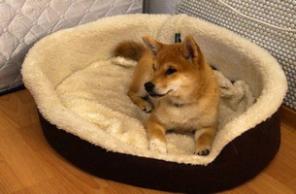  - (Shiba, , )