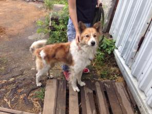 Чиполлино-молодой кобелек,похож на бордер-колли