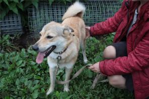 Ищет дом очаровательная молодая (возраст 1,5 года)  Люся (метис лайки). Стерилизована, привита