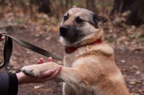 Помесь лайки, добрая собака Рыжуля в дар. Стерилизована и здорова