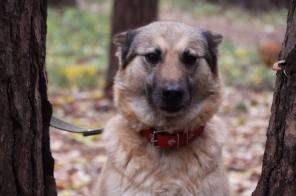 Помесь лайки, добрая собака Рыжуля в дар. Стерилизована и здорова