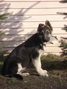 Щенки восточноевропейской овчарки - классика