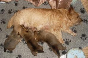 Продажа щенят