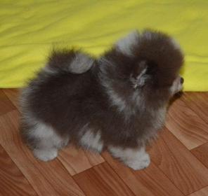 Мраморный шпиц