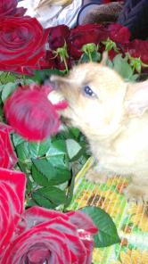 норвич терьер - удачный выбор!