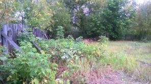 ������� 12 ���. (���)