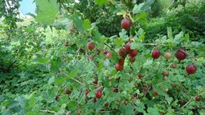 ������ ������������� ������� � �������