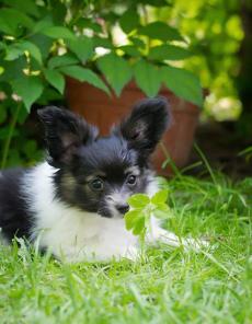   ! papillon puppies for sale!