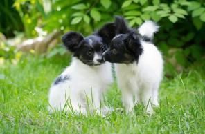   ! papillon puppies for sale!