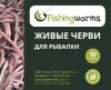 Живые черви для рыбалки