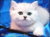 Британские котята Серебристые шиншиллы шоу-класс с изумрудными и голубыми глазками