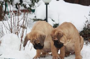 Отличные щенки бульмастифа