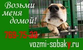 Собаки из приюта очень хотят обрести семью!