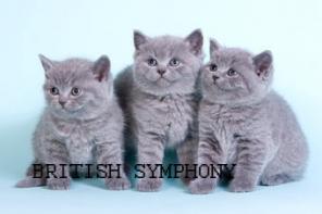     "British Symphony". . 89162281004.