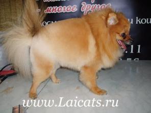 Стрижка йорков, мальтезе, кошек, пуделей, вестов, терьеров, шнауцеров