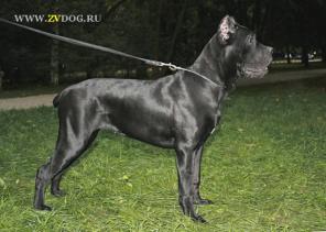 КАНЕ КОРСО подрощенные высокопородные щенки