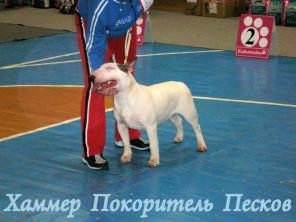 Продам щенка бультерьера.