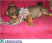Рыженькая Боничка, 1.5 мес