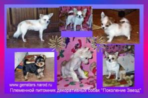 Щенки Чихуахуа, Йорк, Китайская хохлатая собачка