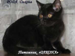 БРИТАНСКИЕ котята ШОУ-класса ЧЕРНОГО окраса с Дипломами.