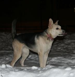 Собачка Соня