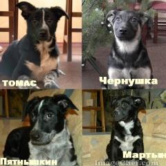 Томас,Мартын,Чернушка и Пятнышкин ищут доброго хозяина