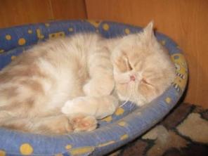 Продаю котят Экзоты