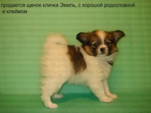 Папильон (собака бабочка).