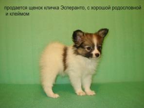 Папильон (собака бабочка).