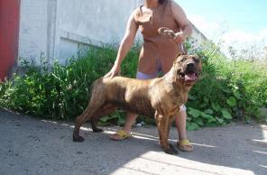 Канарская собака - Perro de Presa