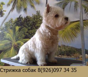 стрижка собак