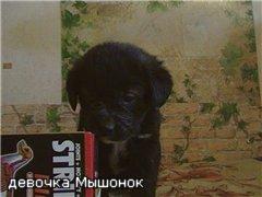 Лабрадора щенки