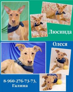 Отдам хорошеньких щеночков-лисичек!