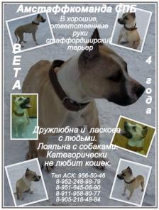 Амстафф ищут дом.