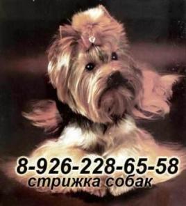Стрижка собак и кошек недорого (от 300р)