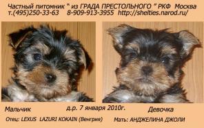 Йоркширский терьер щенки продажа..
