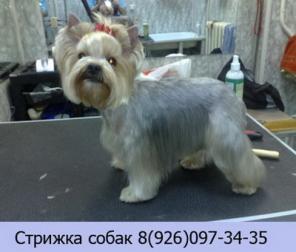 стрижка собак москва