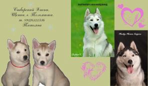 Щенки Сибирского Хаски