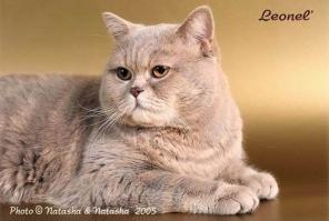 Шотландский вислоухий котенок (мальчик) 2 мес.