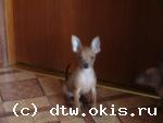 Той терьер мелкий стандарт гладкошерстный