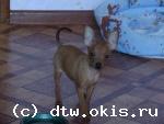 Той терьер мелкий стандарт гладкошерстный